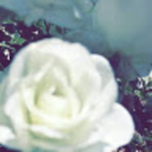 Meet your Posher, Kacie